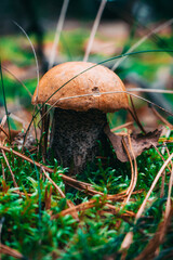 mushrooms in the forest