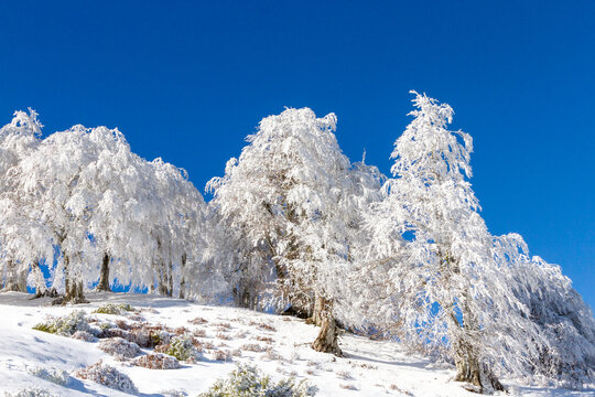 Greece, winter time full of snow in Grevena region, at the mountrains of Pindos, near villages of Smixi, Vasilitsa and Samarina.