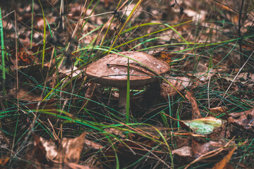 mushrooms in the forest