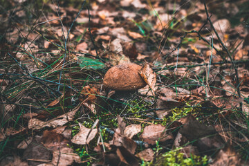 mushrooms in the forest