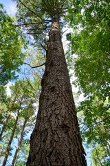 tree trunk in the forest in autumn season