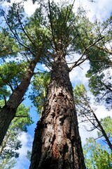 tree trunk in the forest in autumn season