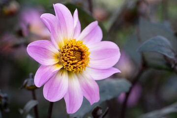 Obraz premium Dahlia, Dahlia