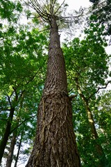 tree trunk in the forest in autumn season