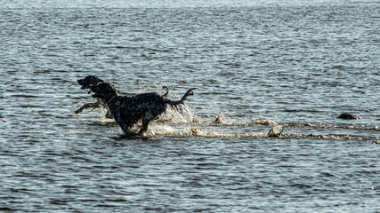 Fototapeta premium english setter hunting dog running on the water