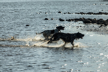 english setter hunting dog running on the water