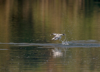 pied kingfisher with preyed fish in beak 
