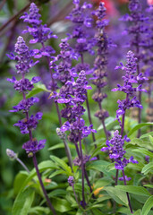 Obraz premium Blue Sage, Salvia farinacea