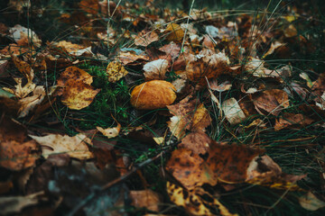 mushrooms in the forest