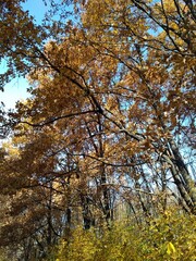 autumn in the forest