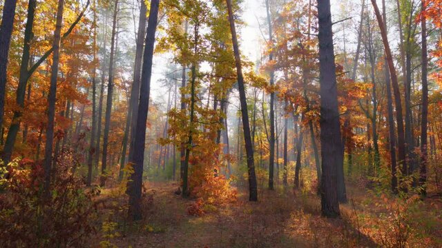 Walk through the magnificent autumn forest. Golden tree leaves in the rays of the setting sun. Autumn in the park, gimbal shot, 4K