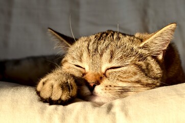 schlafende britisch Kurzhaar Katze in grossaufnahme