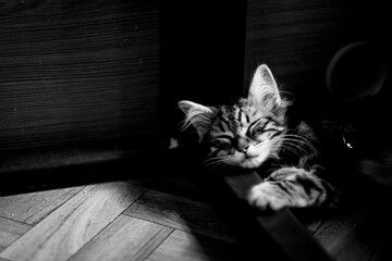 Portrait d'un adorable chaton angora tigré en train de dormir à la maison