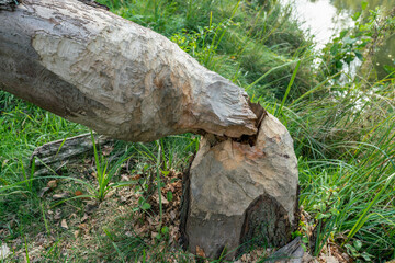 Obraz premium Beaver gnaw marks on a chopped tree