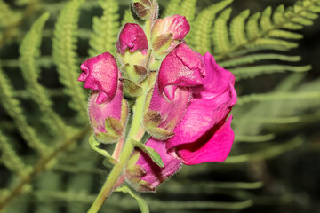 Blüte der gefleckten Taubnessel, Lamium maculatum