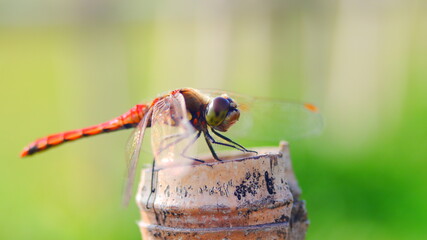 あかとんぼ © Akio