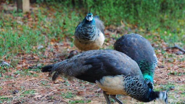 Close-up, a pride of peachicks feeds at a farm, North Carolina, USA