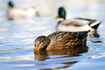 The duck dipped its beak into the water looking for food.