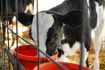 Pretty little calf eating from bucket on farm, closeup. Animal husbandry