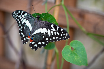 insect macro butterfly closeup wing nature flower green background wildlife