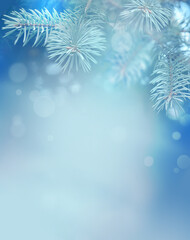 Fototapeta na wymiar Fir Blue Pine Branch - Christmas Holidays Background