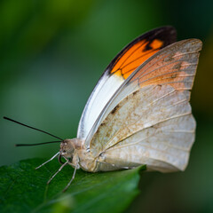 insect macro butterfly closeup wing nature flower green background wildlife