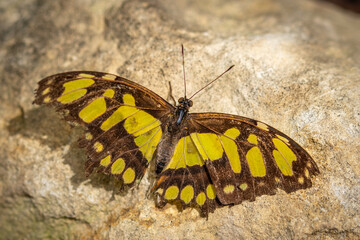 insect macro butterfly closeup wing nature flower green background wildlife