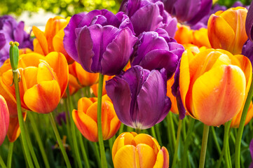 Purple and orange tulips - Powered by Adobe