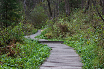 Wooden flooring in autumn forest