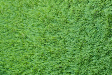 texture of wild grass on the meadow.