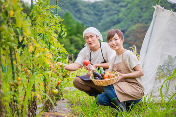 トマトを栽培する男女
