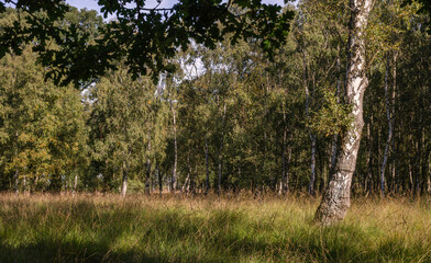 Obraz premium Silver Birch trees.