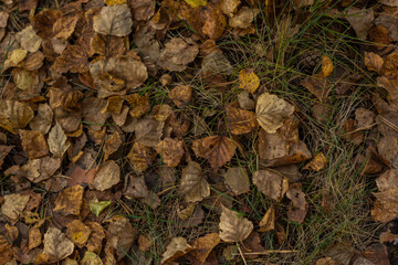 Fallen yellow leaves on the grass in the forest. Natural autumn background