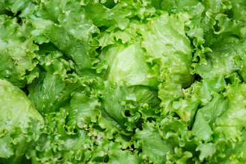 Fresh organic green oak lettuce vegetable plant farm