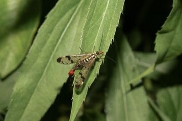 Skorpionsfliege auf einem Blatt, Panorpa communis
