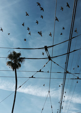 Electrical wires and birds in San Fransisco, Calornia