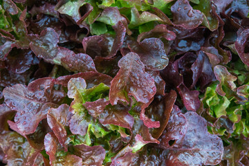 Fresh organic green oak lettuce vegetable plant farm