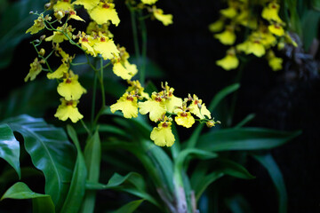 オンシジューム