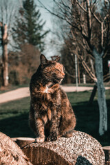 Location - Limbazi, Limbazu novads, Latvia. Shoot date - 04/23/2020. My cute cat sitting outside on a log posing.