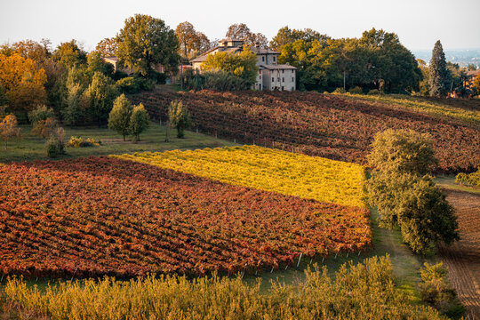 Autumn landscape, foliage and vineyards in Castelvetro, Modena, Italy