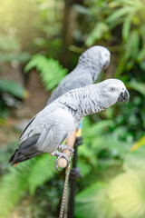 Obraz premium Beautiful African grey parrot in someone home like pet, sitting on timeber, red tail.