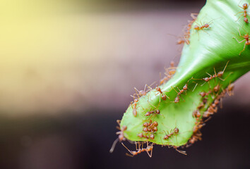 Red ants are helping to build a nest from large leaves, light fair.