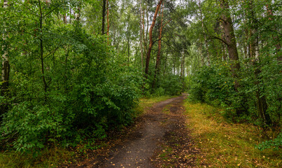 Fototapeta na wymiar A path in the forest. Hiking. Woodland.