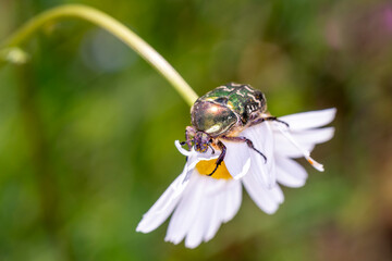 Rose chafer - Cetonia aurata - with marguerite