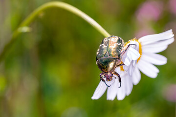 Rose chafer - Cetonia aurata - with marguerite