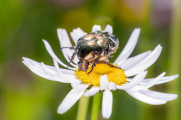 Rose chafer - Cetonia aurata - with marguerite