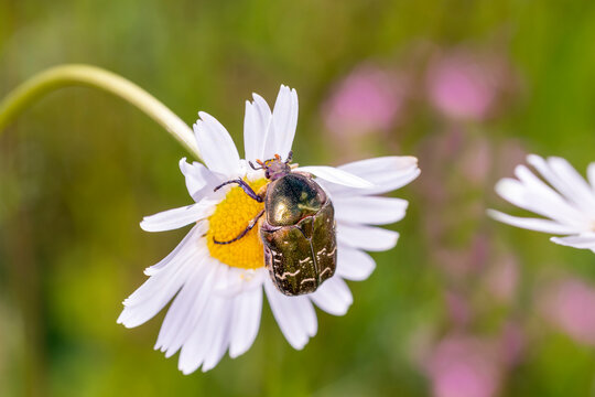 Rose chafer - Cetonia aurata - with marguerite