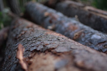 Rinde gefällter Bäume im Nationalpark Harz