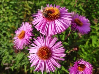 Aster dumosus, Symphyotrichum dumosum. a bee collects nectar on a flower