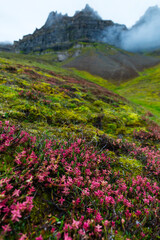 Fototapeta na wymiar Wild flowers, Billefjorden, Svalbard Islands, Artic Ocean, Norway, Europe